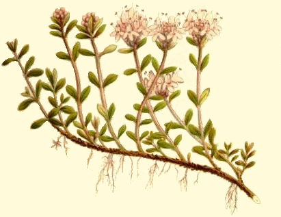 Thyme Drawing at GetDrawings | Free download