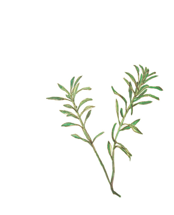 Thyme Drawing at GetDrawings | Free download