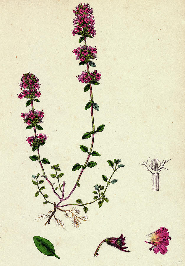 Thyme Drawing at GetDrawings | Free download