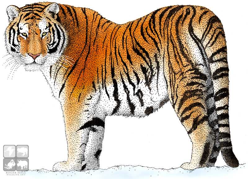 tiger full body drawing