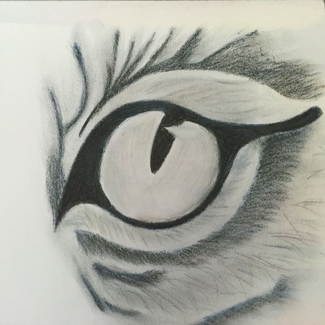 Глаз тигра карандашом
