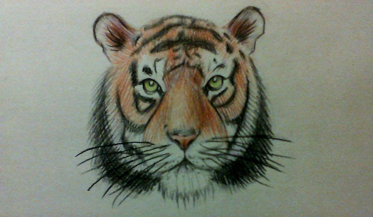 Tiger Face Drawing Pencil at GetDrawings | Free download