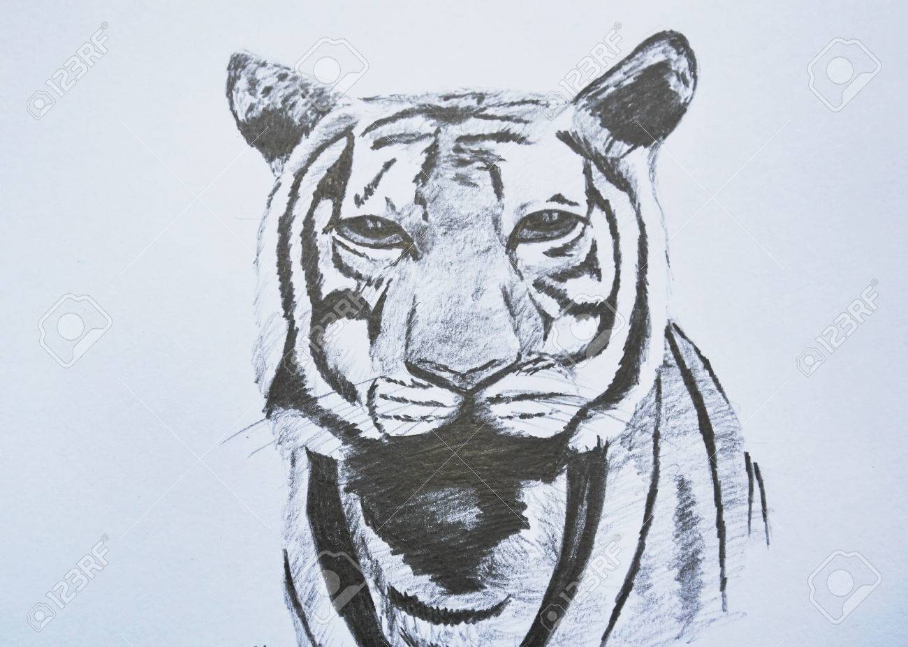 Тигр портрет карандашом