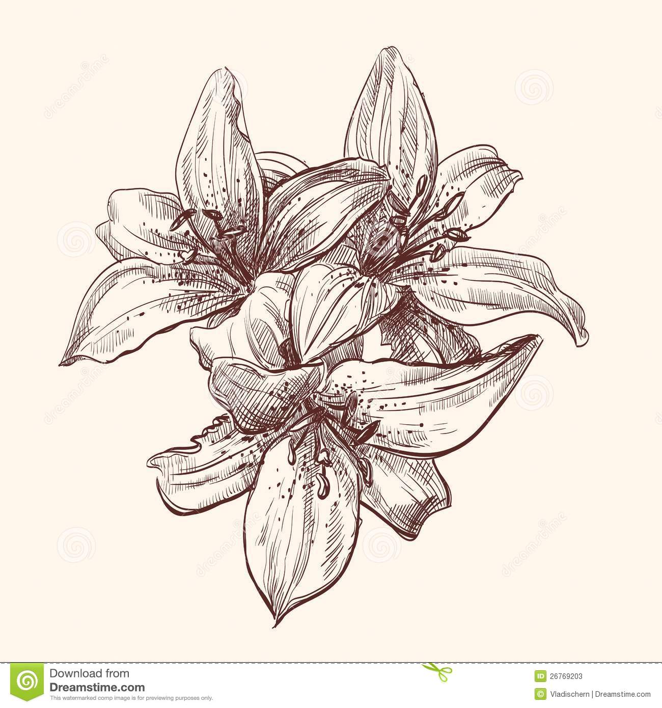 Tiger Lily Flower Drawing at GetDrawings Free download