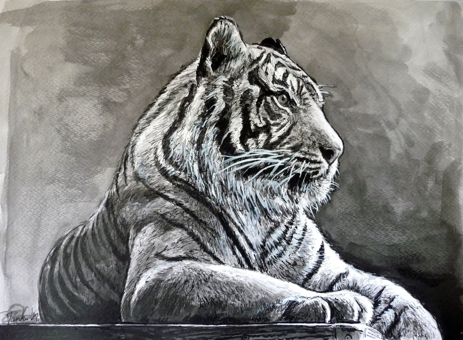 Tiger Pen Drawing at GetDrawings Free download
