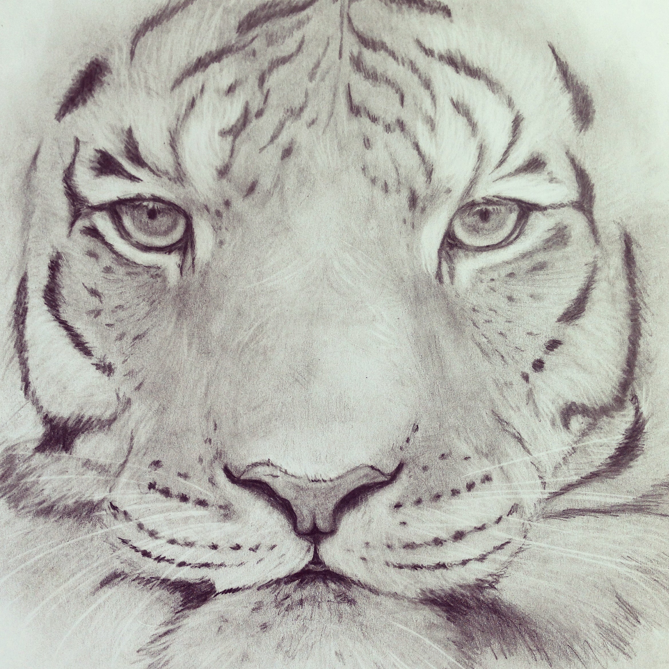 Tiger Pencil Drawing at GetDrawings Free download