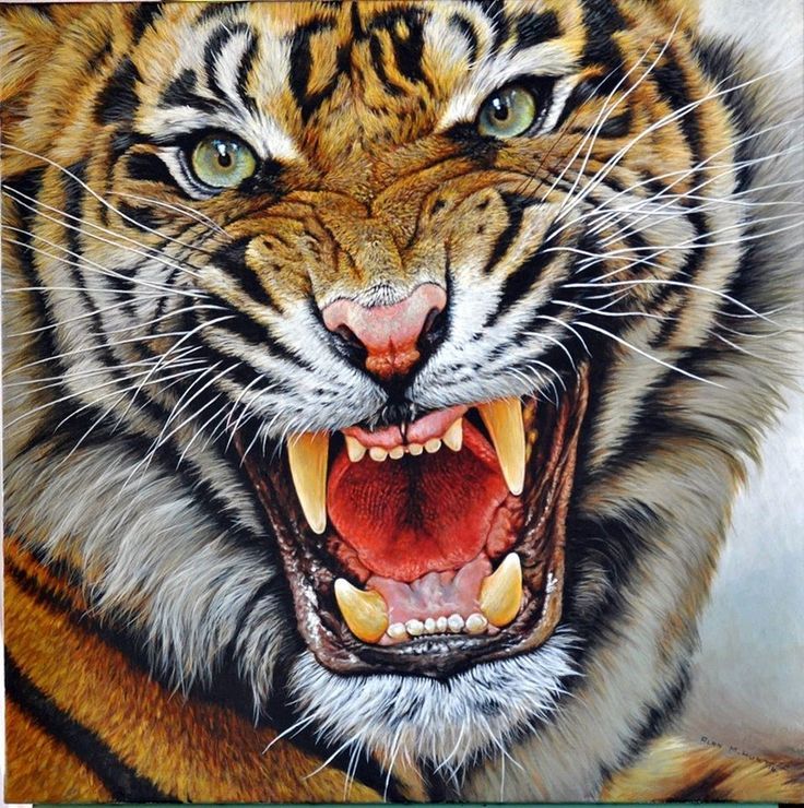 Tiger Roaring Drawing at GetDrawings Free download