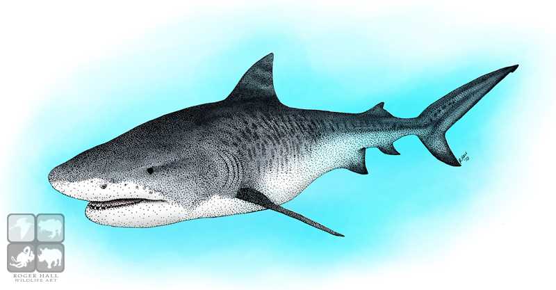 Tiger Shark Drawing at GetDrawings | Free download