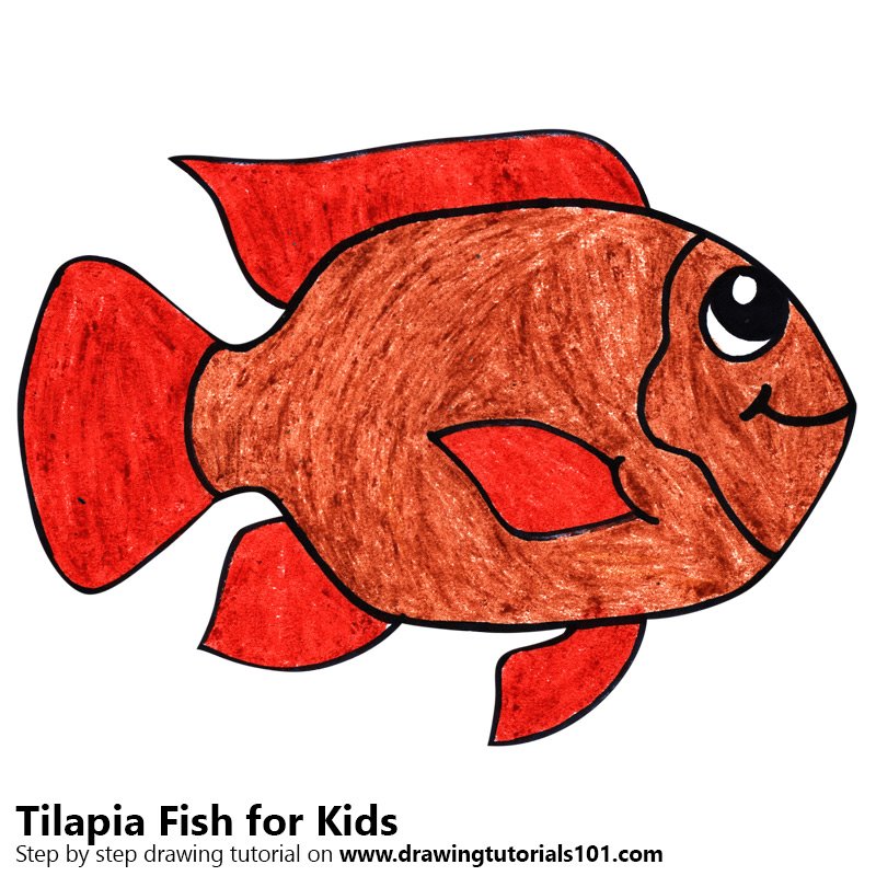 tilapia-drawing-at-getdrawings-free-download