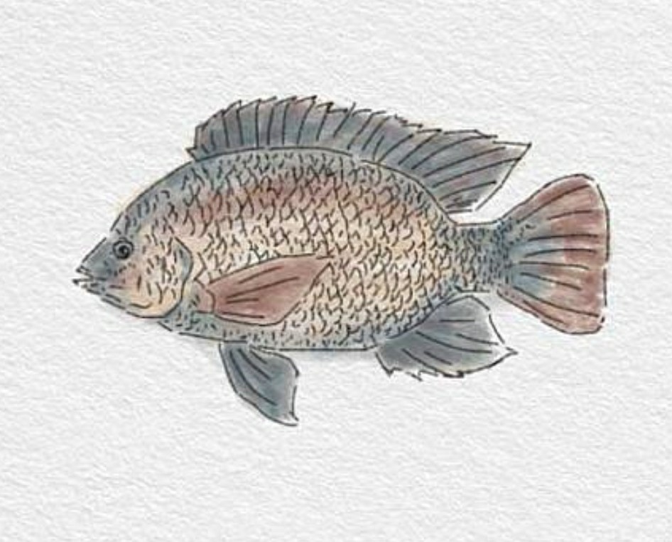 Tilapia Drawing at GetDrawings Free download