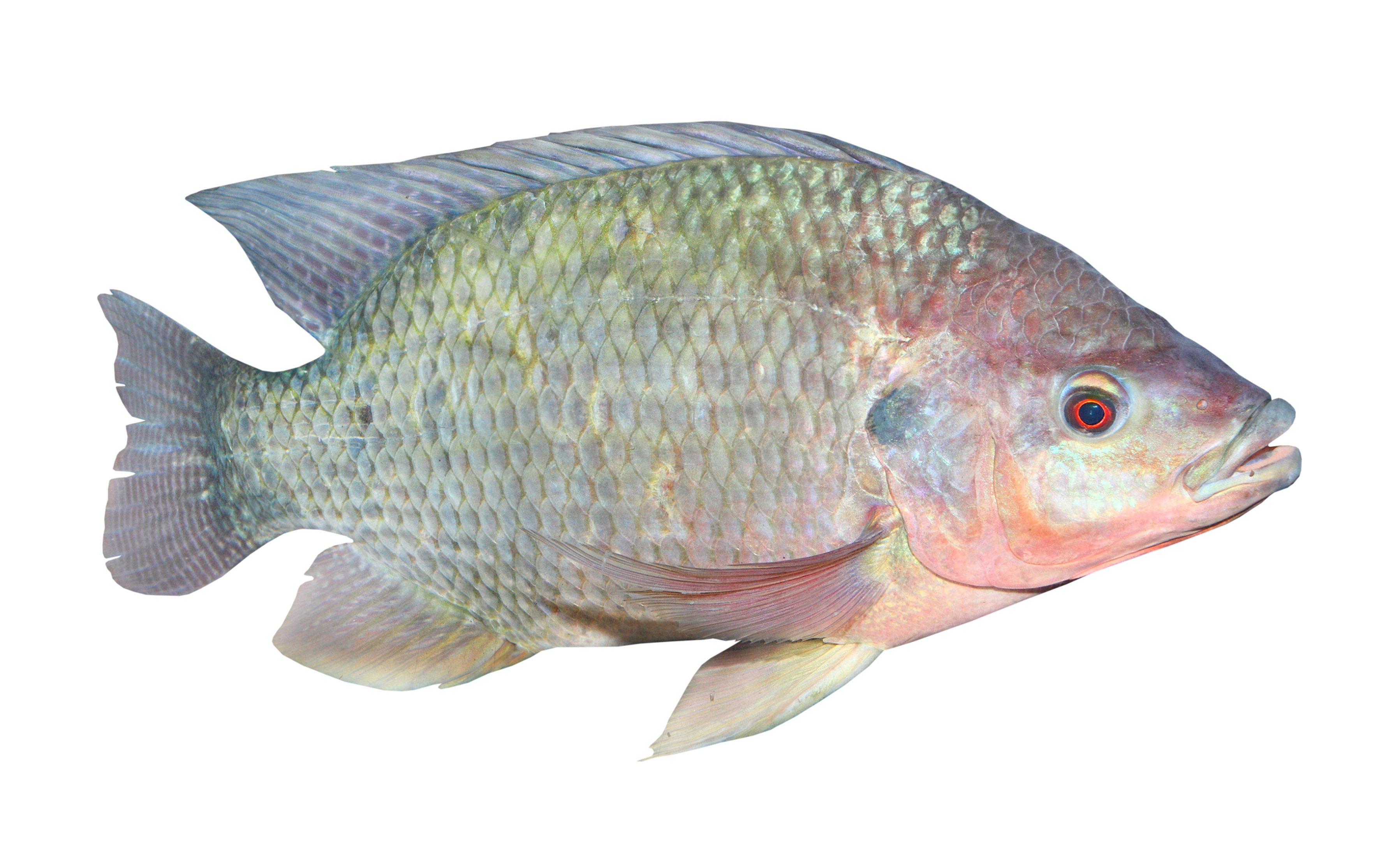 tilapia-fish-drawing-at-getdrawings-free-download