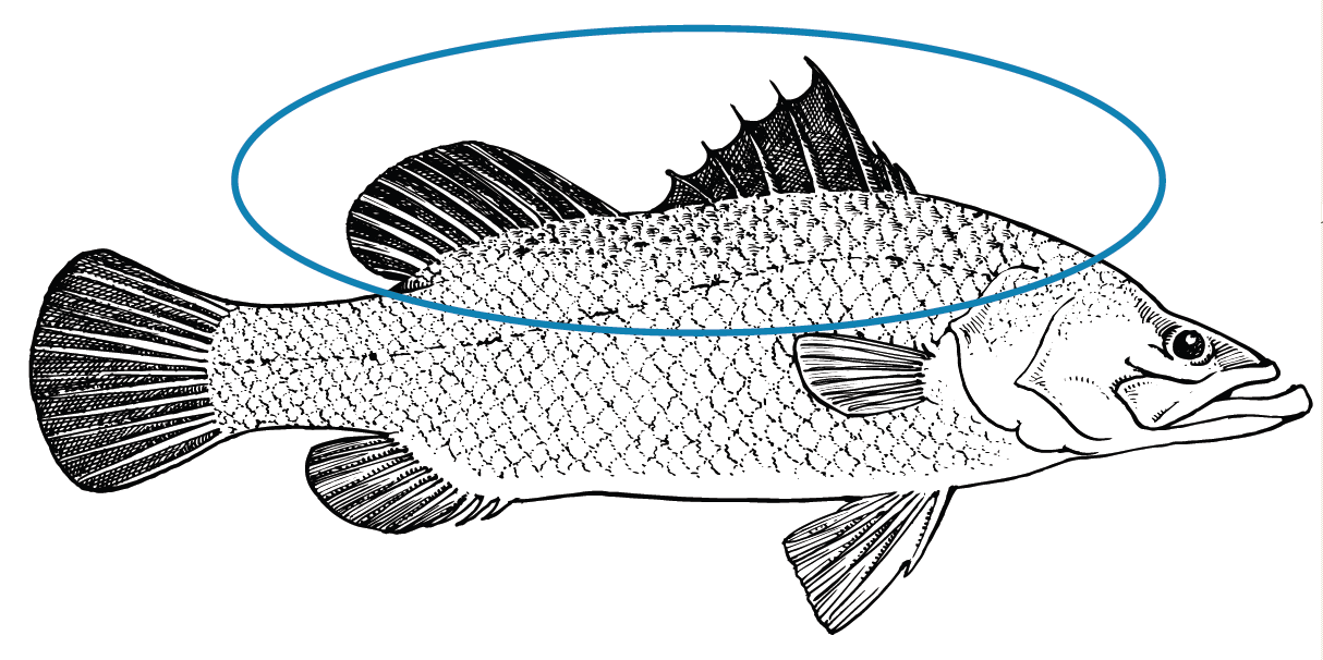 How To Draw A Tilapia Fish Step By Step