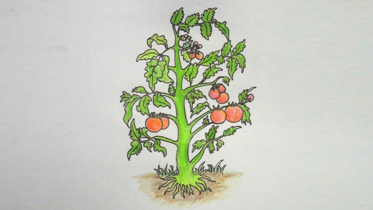 Tomato Plant Drawing at GetDrawings | Free download