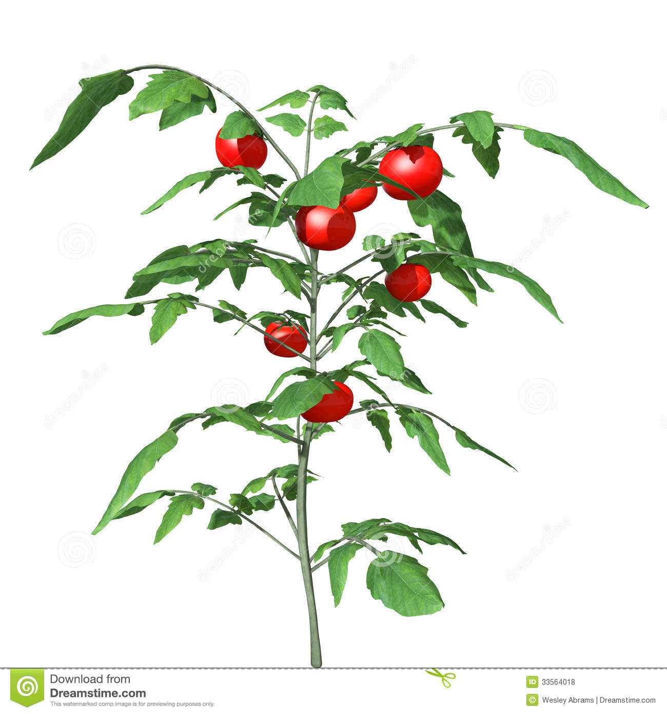Tomato Plant Drawing at GetDrawings Free download
