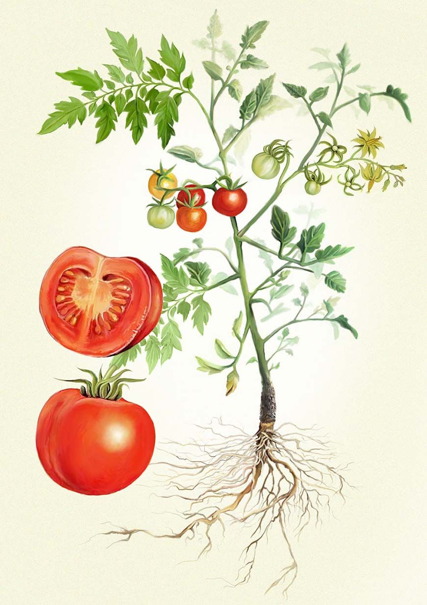 Tomato Plant Drawing at GetDrawings Free download