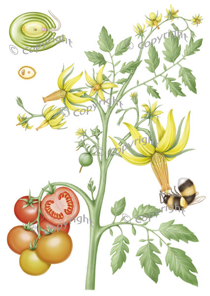 Tomato Plant Drawing at GetDrawings | Free download