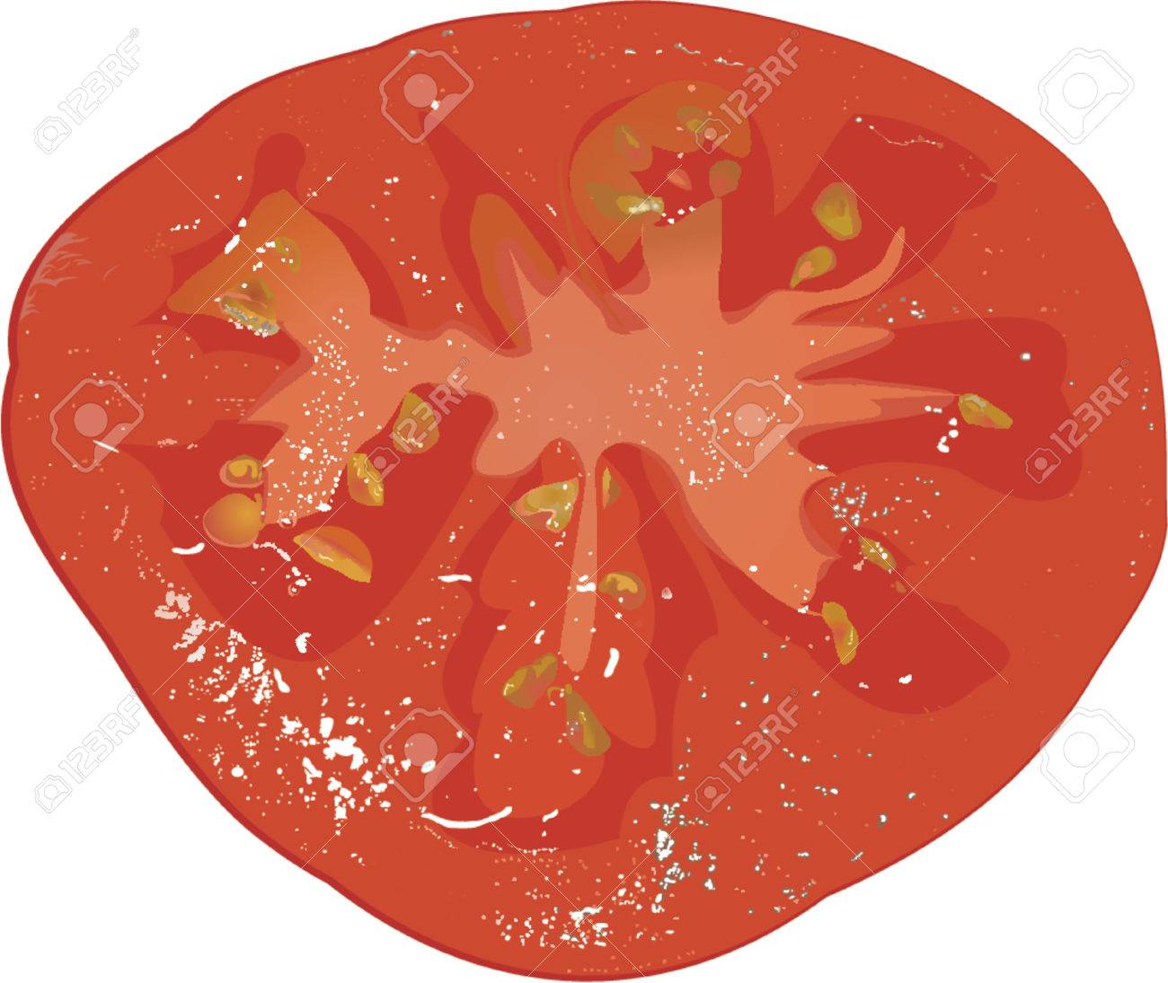 Tomato Slice Drawing at GetDrawings Free download