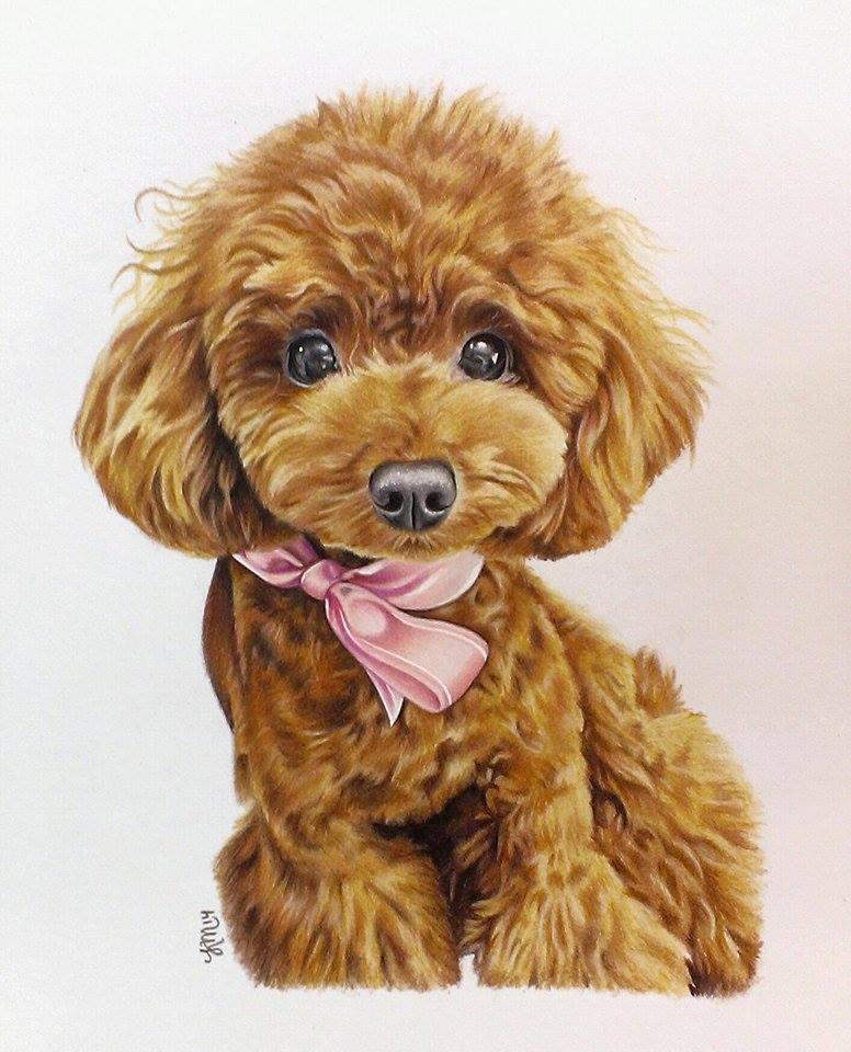 Toy Poodle Drawing at GetDrawings Free download