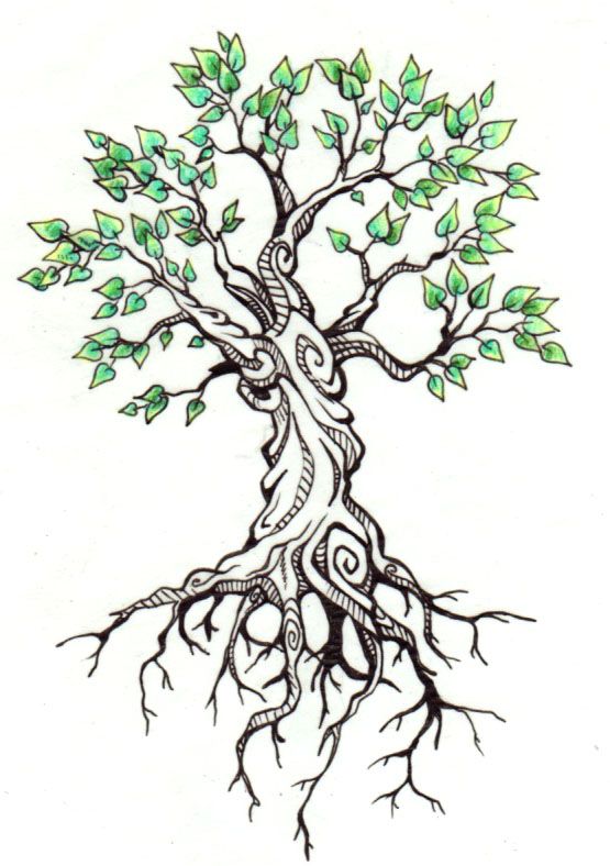 Trees With Roots Drawing at Free for