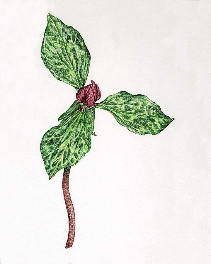 Trillium Drawing at GetDrawings Free download