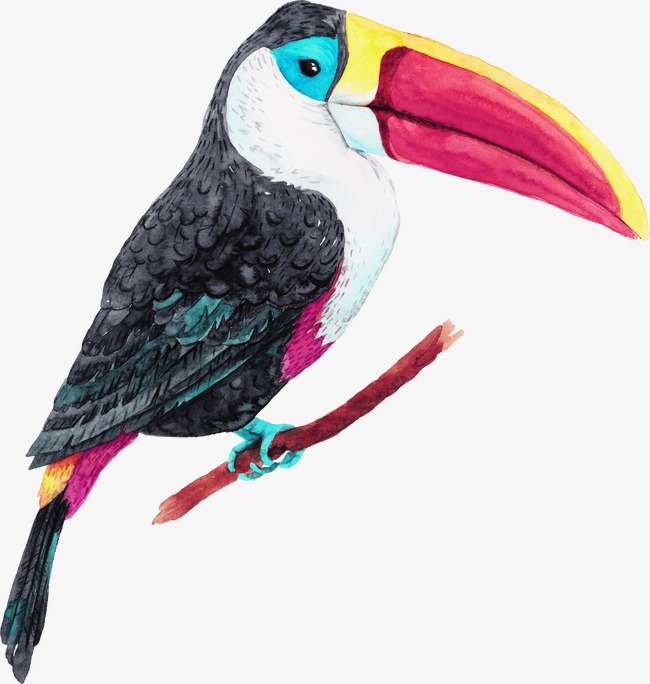 Tropical Bird Drawing at GetDrawings Free download