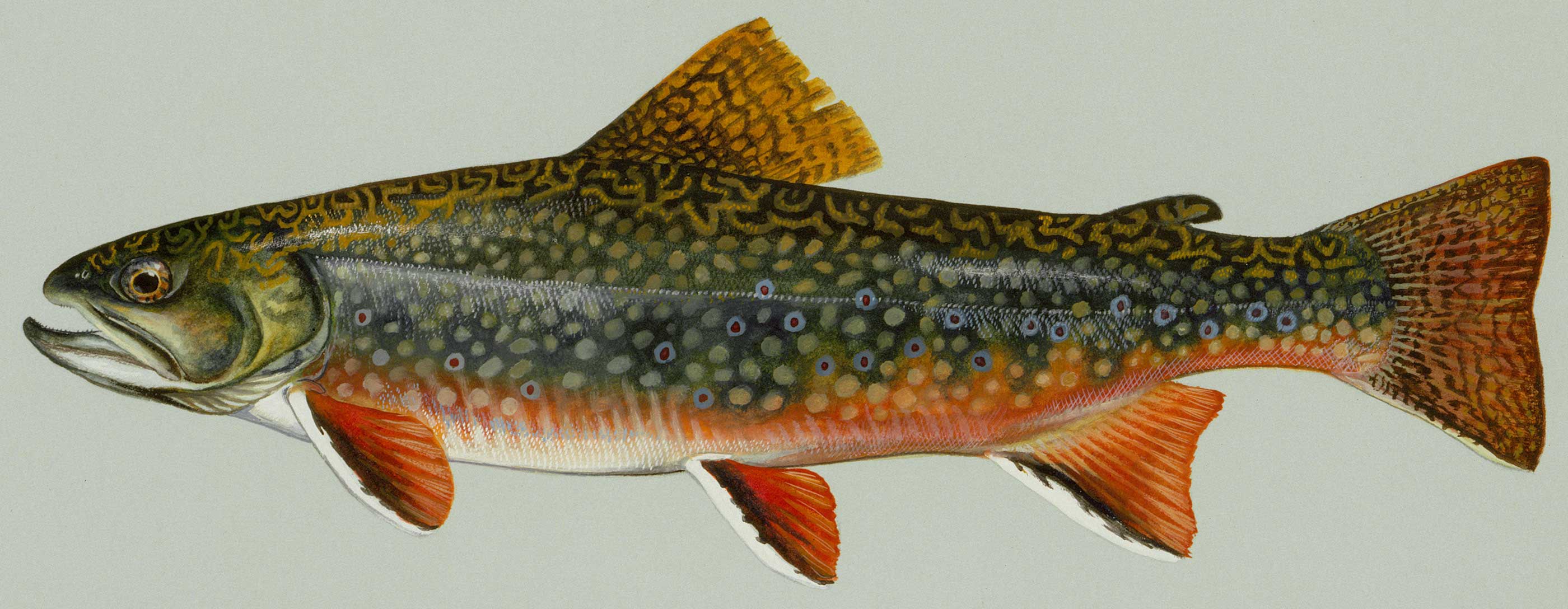 Trout Drawing at GetDrawings Free download