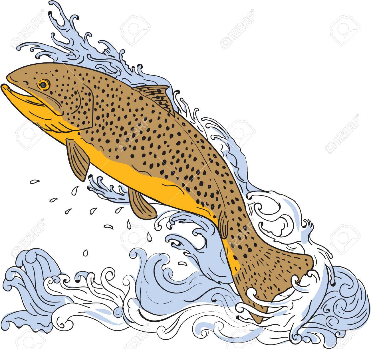 Trout Fish Drawing at GetDrawings Free download