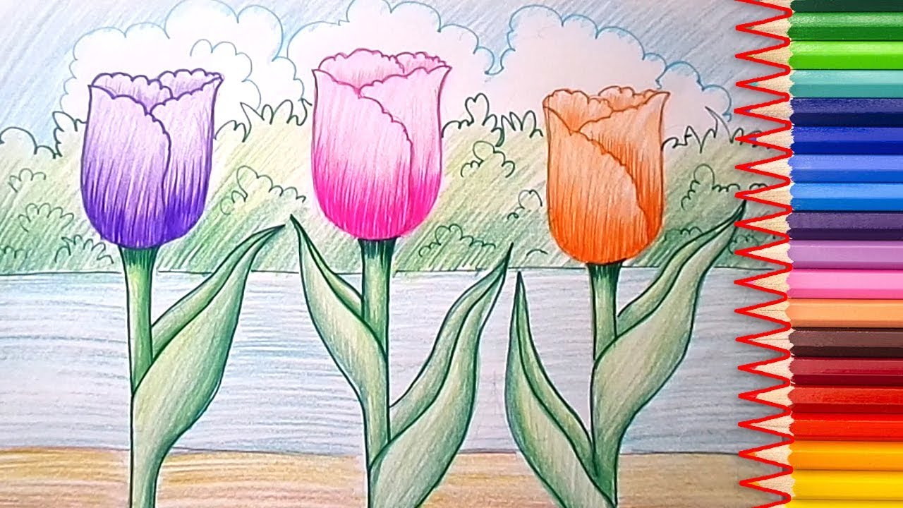 Tulip Drawing Step By Step at GetDrawings Free download