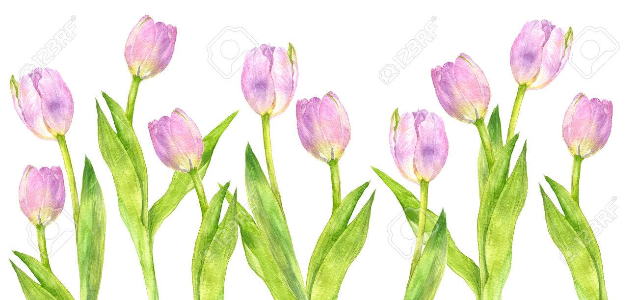 Color Detailed Tulip Drawing - miaeroplano