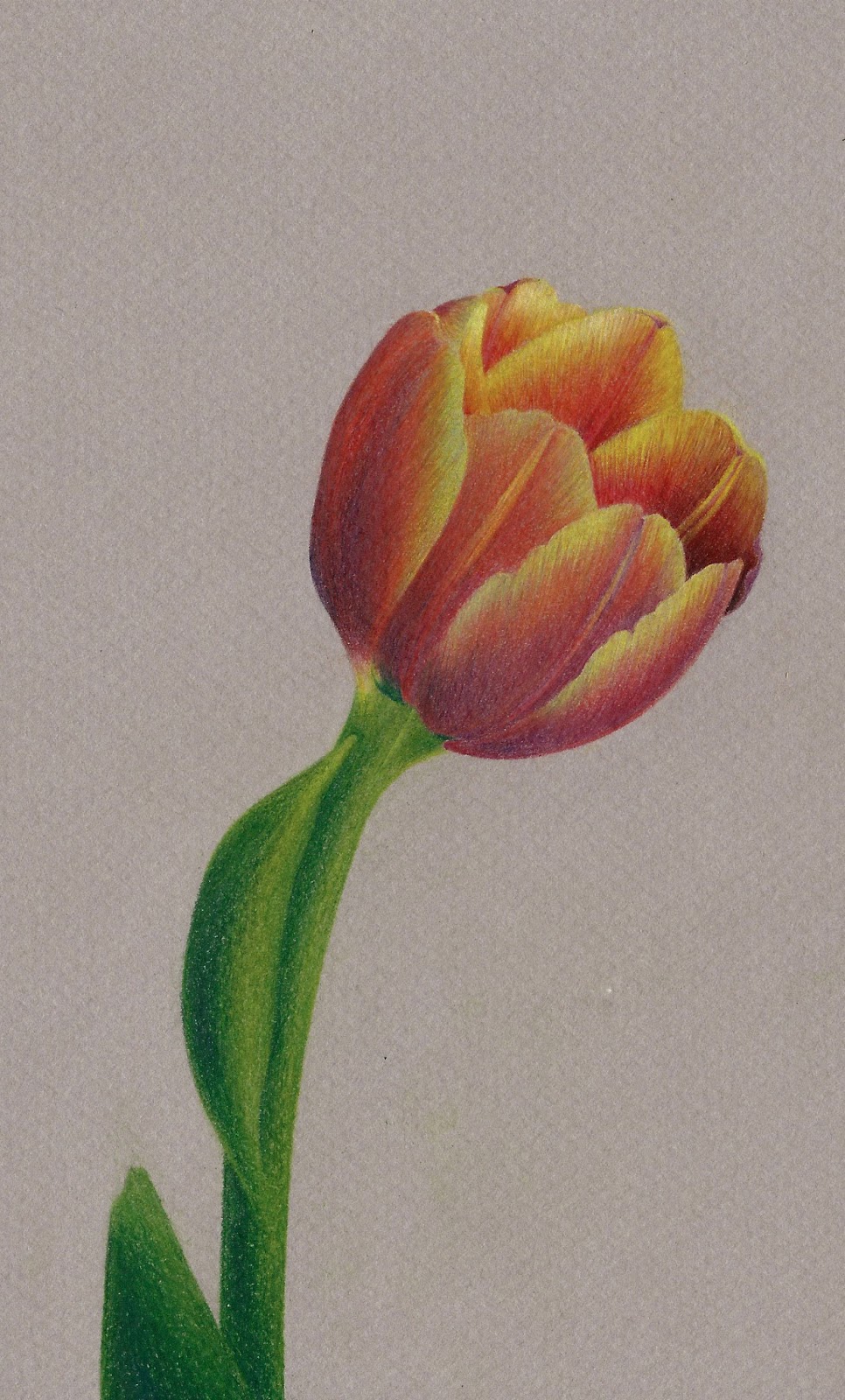 Tulips Pencil Drawing at GetDrawings Free download