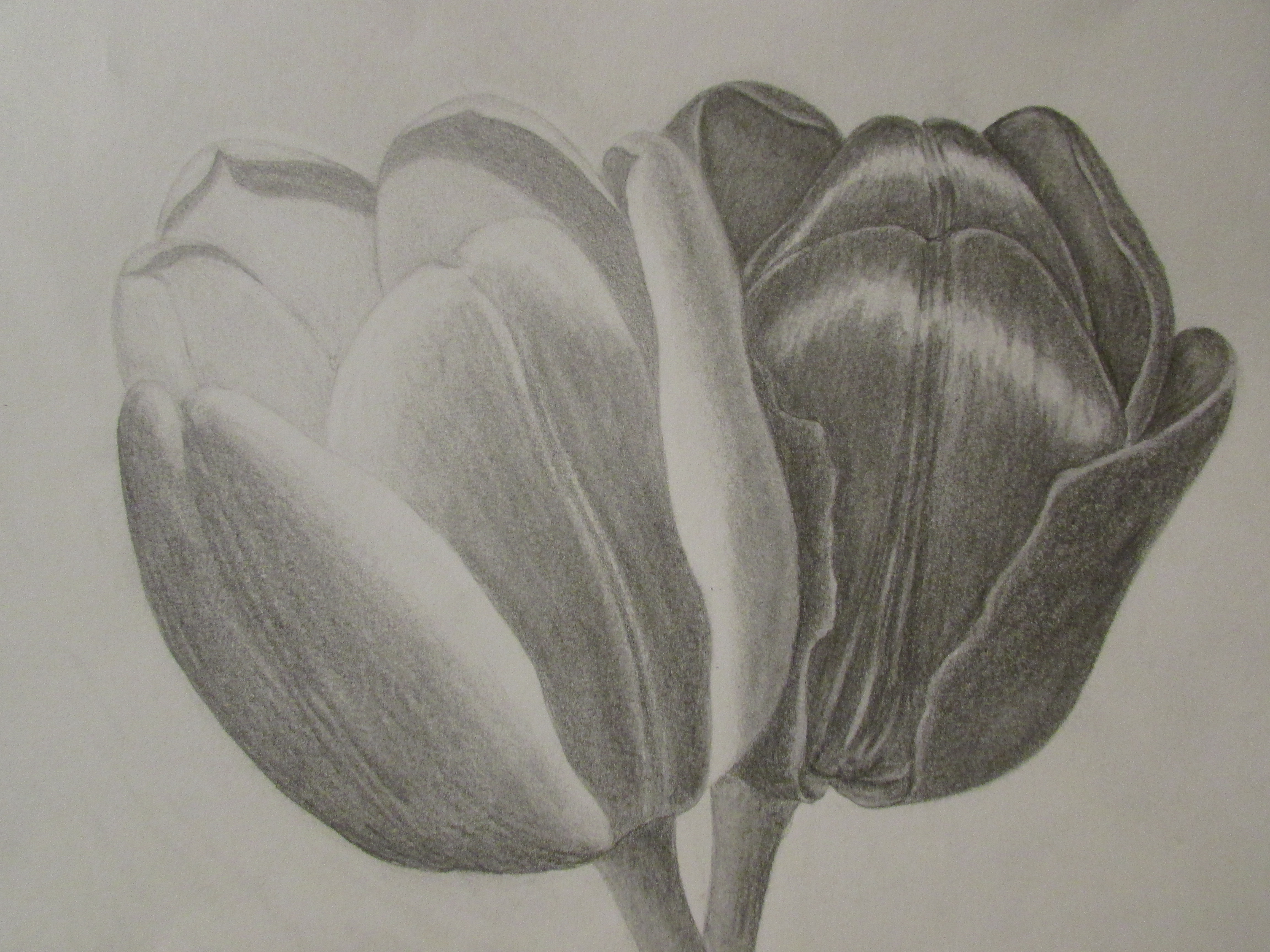 Tulips Pencil Drawing at GetDrawings Free download