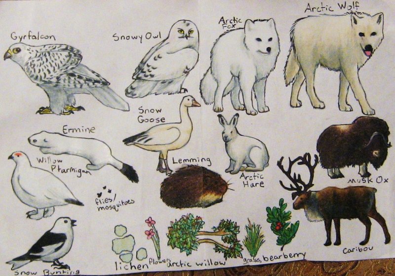 Tundra Animals Drawing at GetDrawings Free download