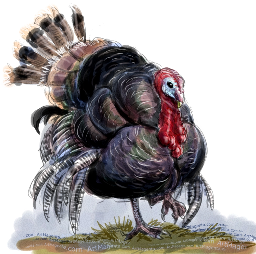 Turkey Bird Drawing at GetDrawings Free download