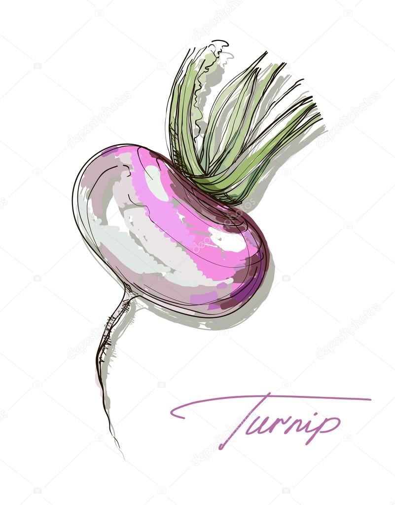 Turnip Drawing at GetDrawings Free download