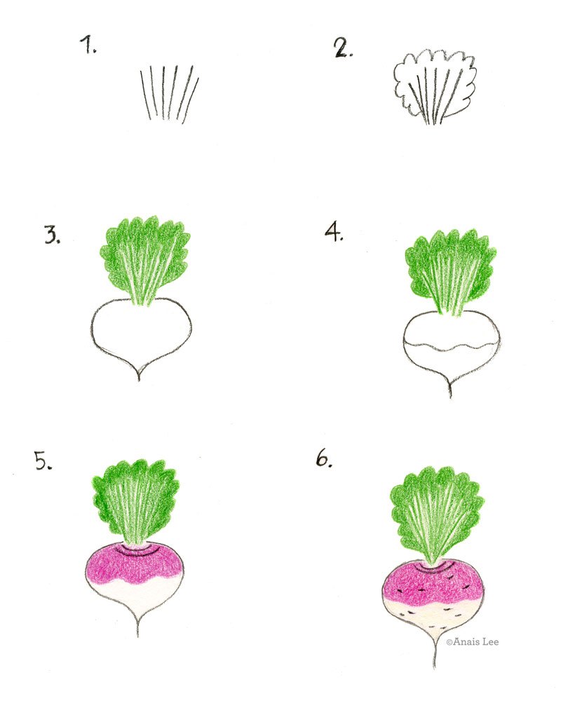 Turnip Drawing at GetDrawings | Free download
