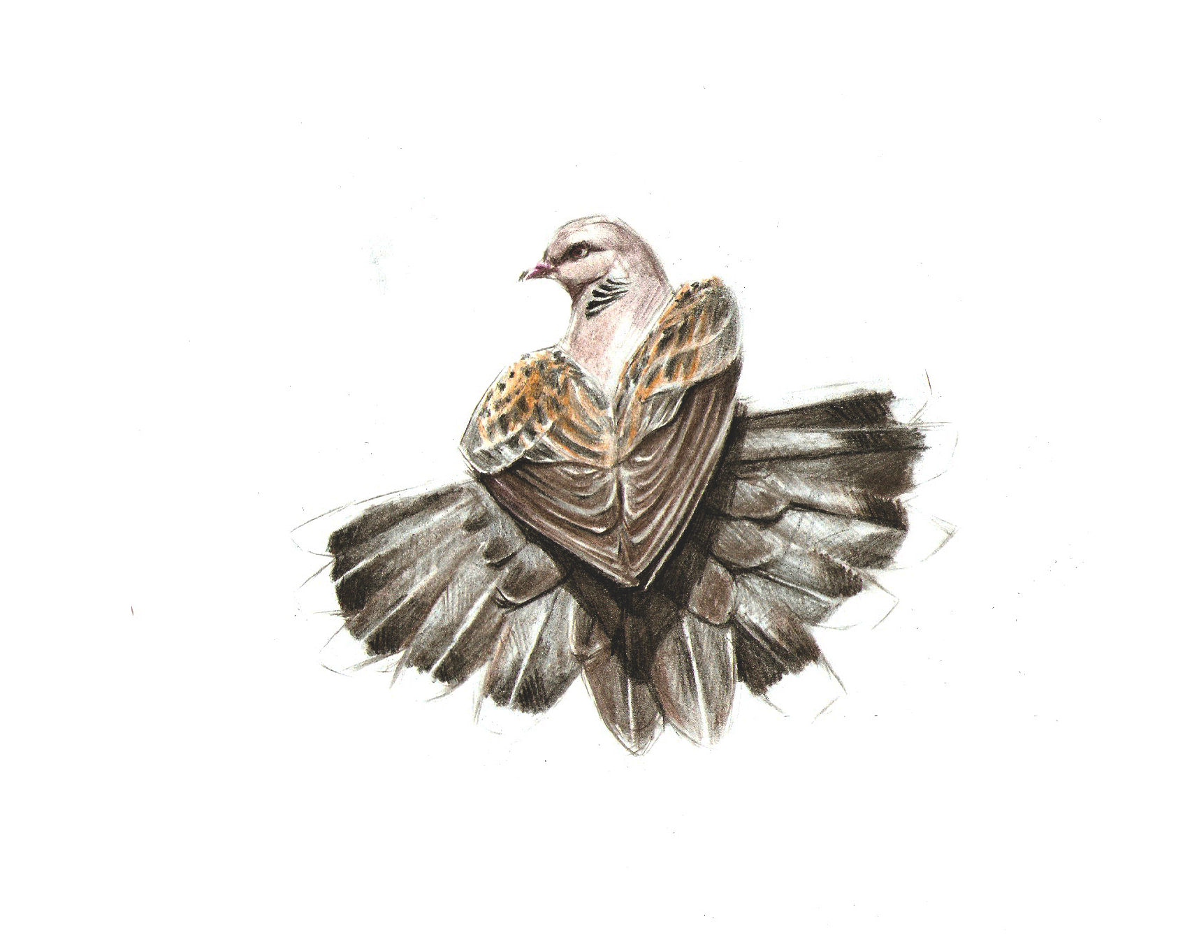 Turtle Dove Drawing at GetDrawings Free download
