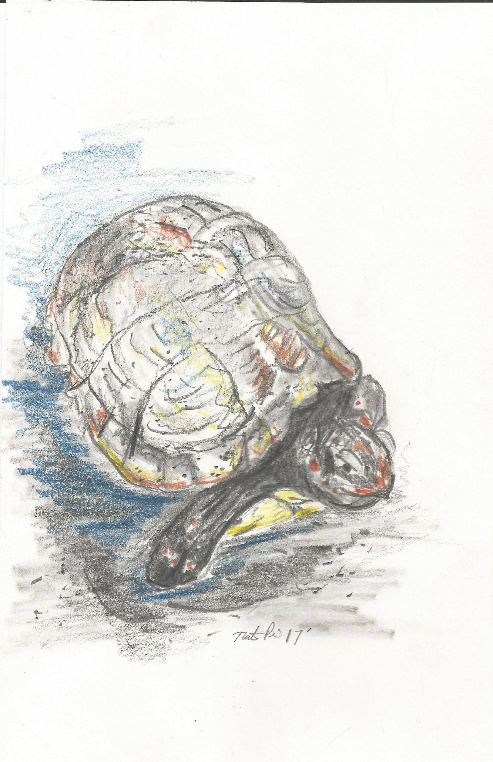 turtle pencil drawing land box drawings graphite getdrawings colored animal