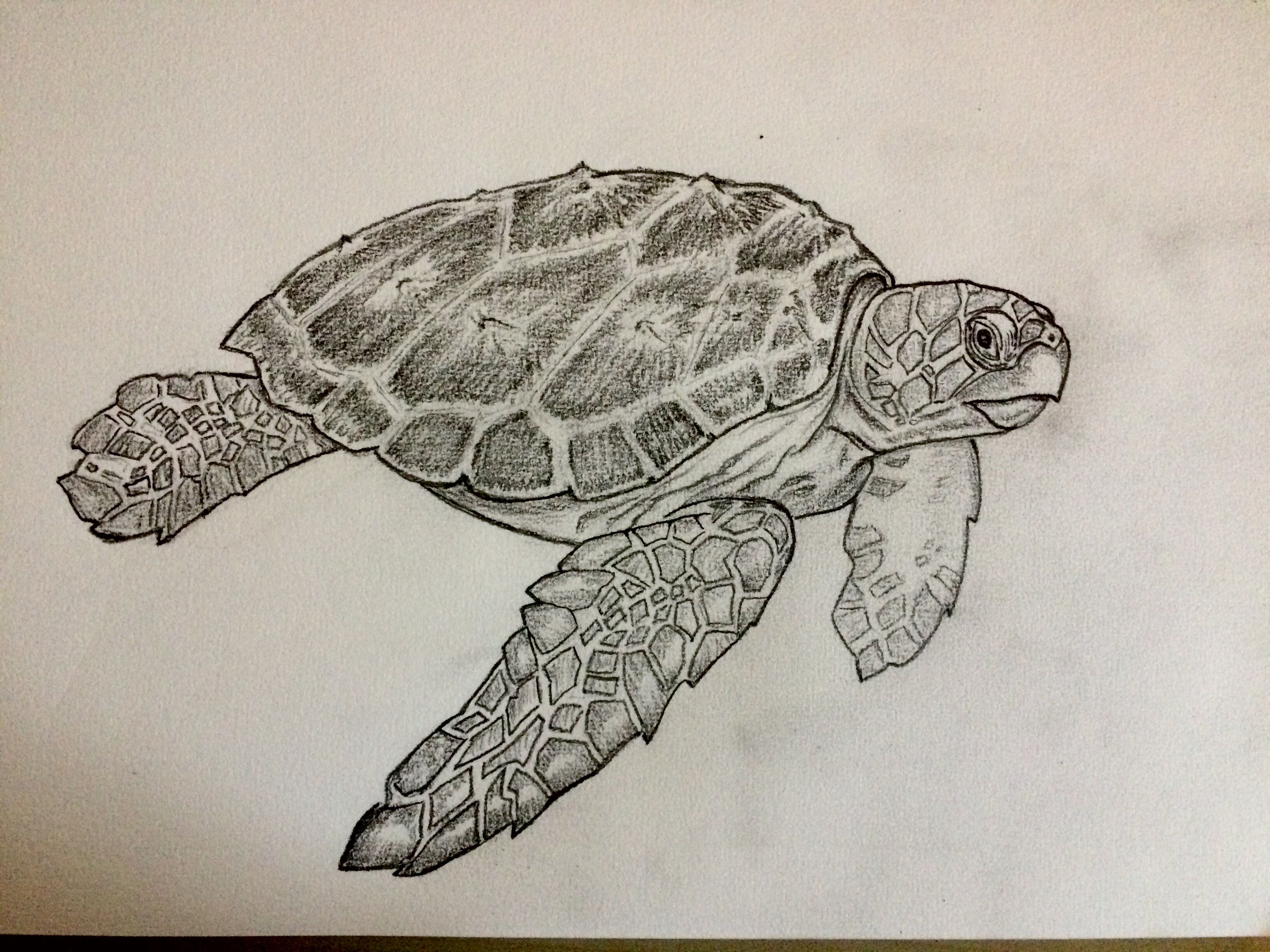 Turtle Pencil Drawing at GetDrawings Free download