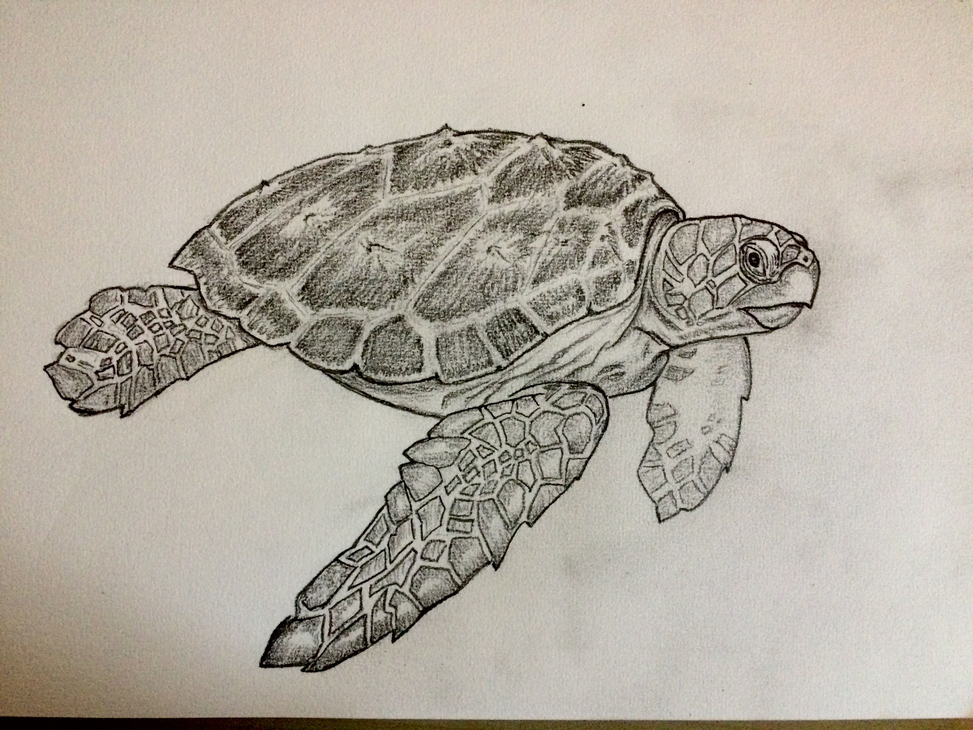 seaturtle drawings