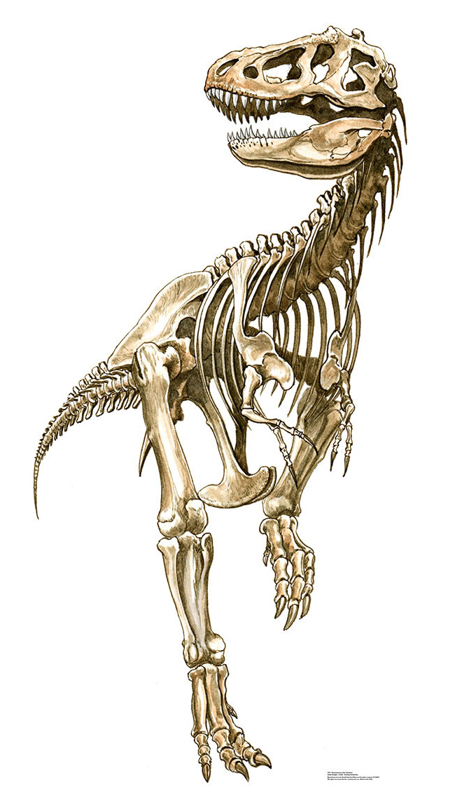 tyrannosaurus rex bones