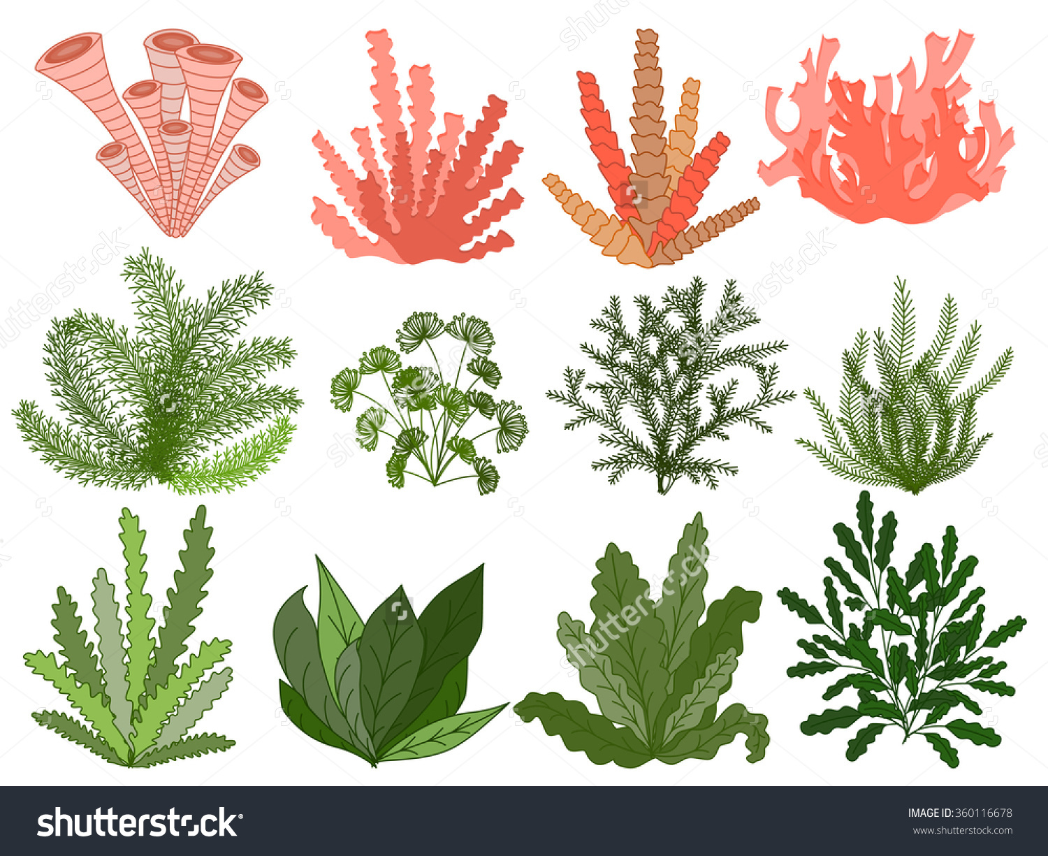 Underwater Plants Drawing at GetDrawings Free download