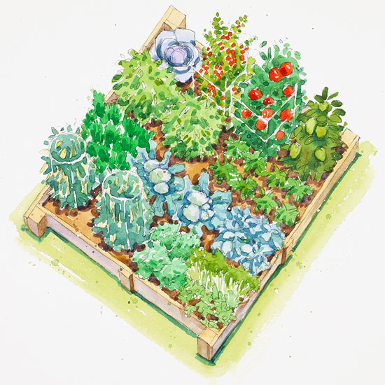 Vegetable Garden Drawing at GetDrawings Free download