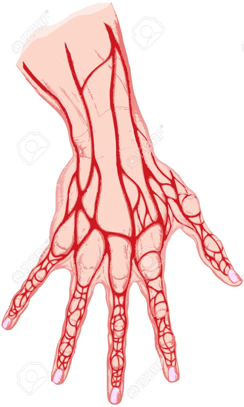 Veins Drawing at GetDrawings | Free download