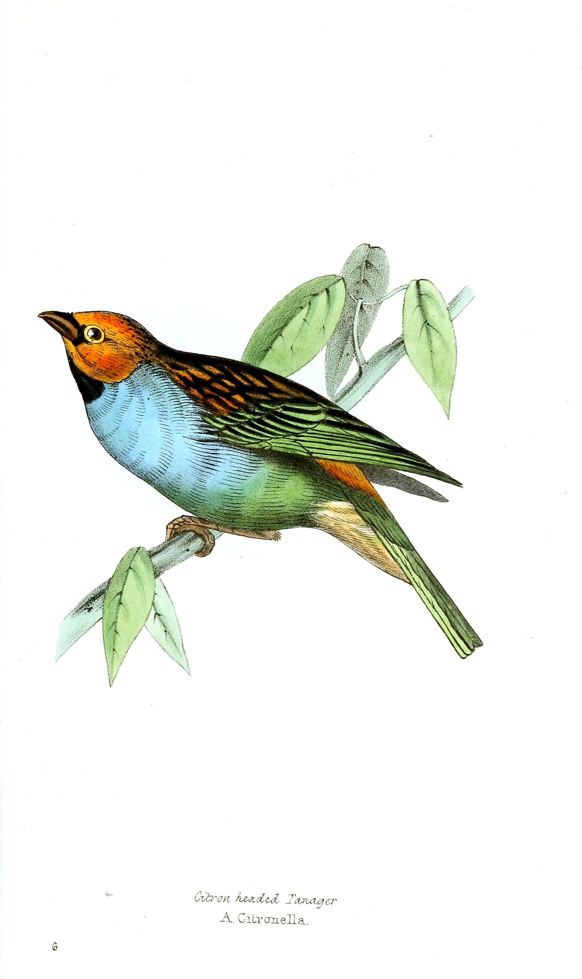 vintage-bird-drawing-at-getdrawings-free-download