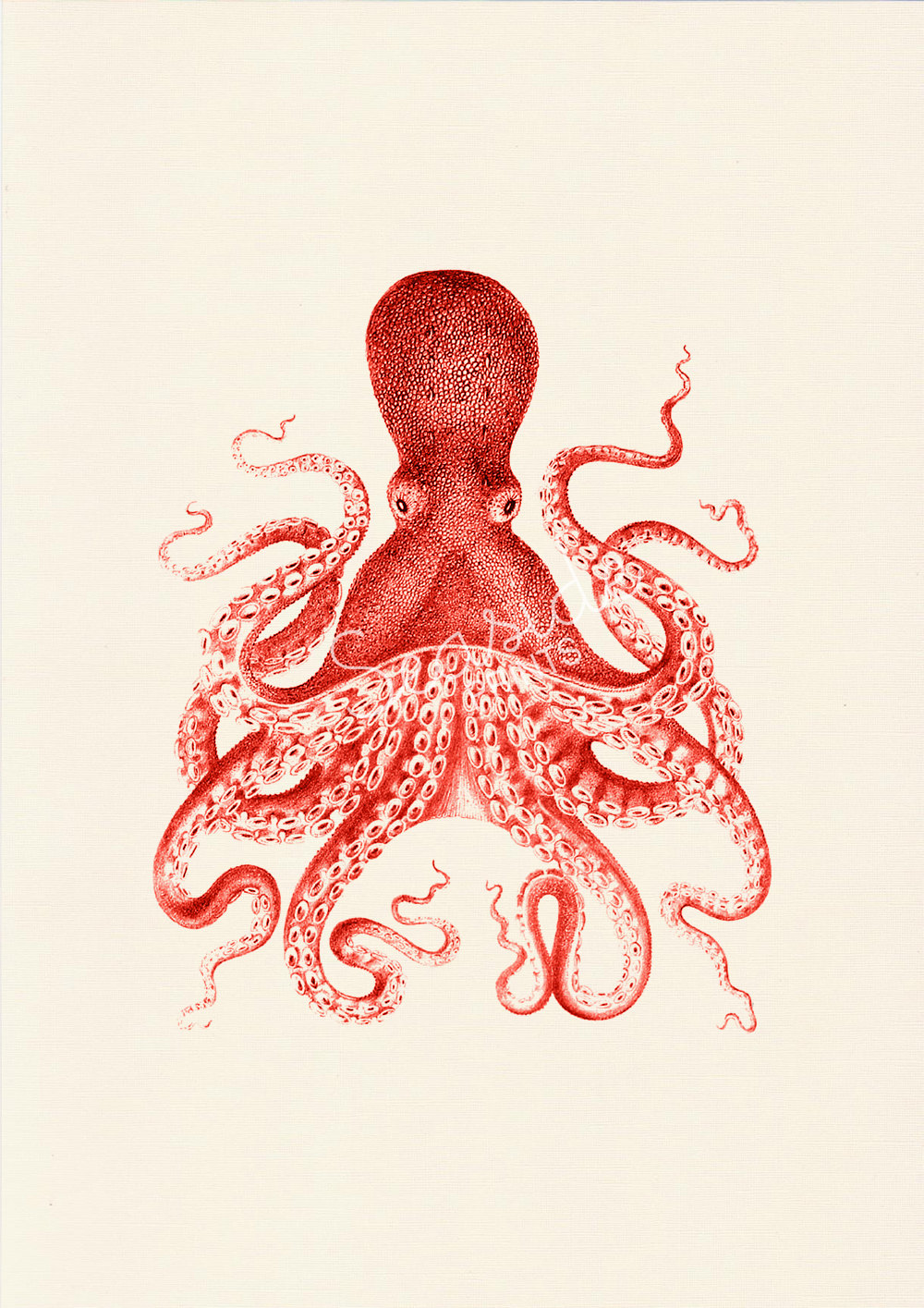 Vintage Octopus Drawing At Getdrawings Free Download