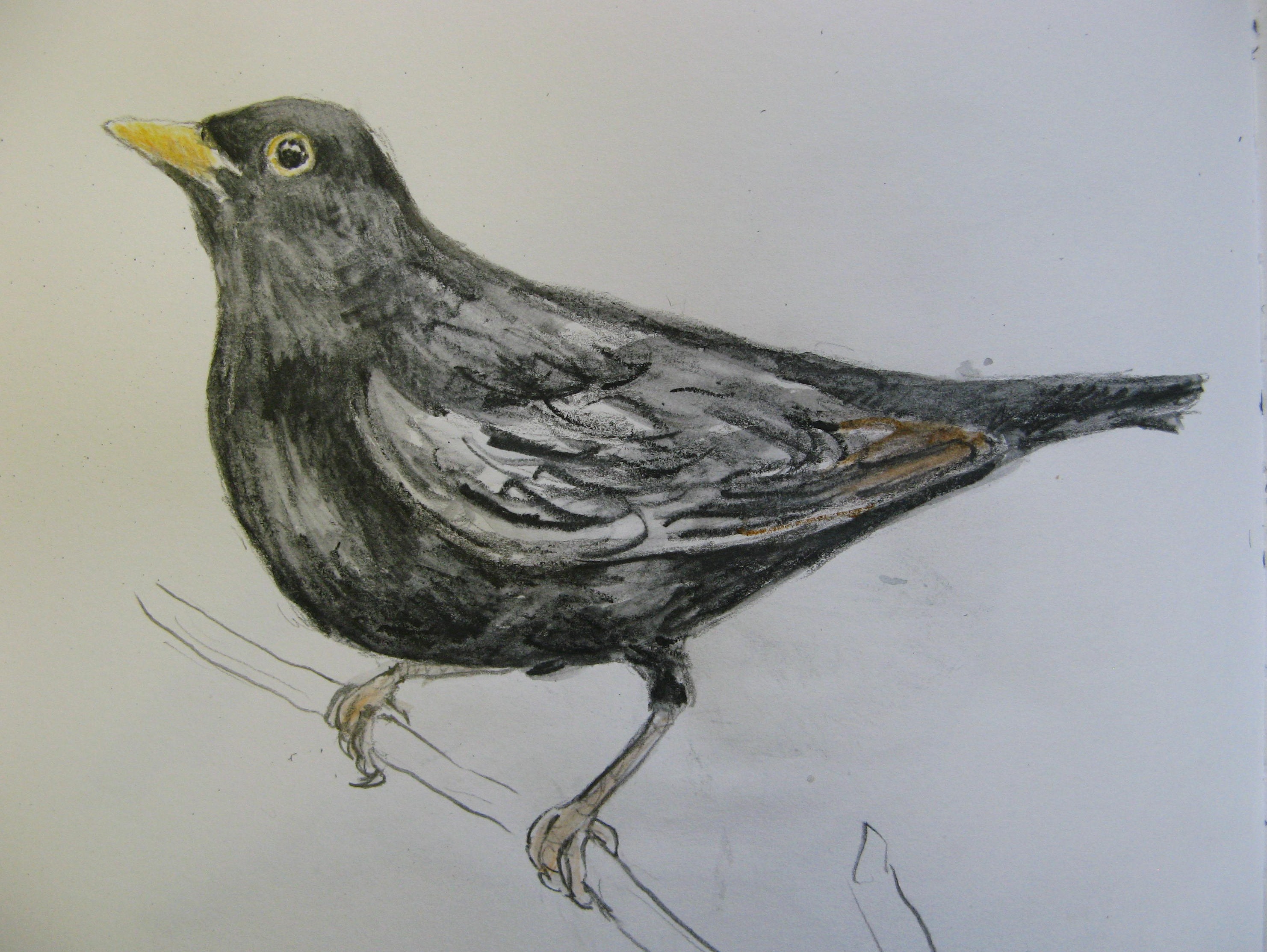 The best free Blackbird drawing images. Download from 54 free drawings