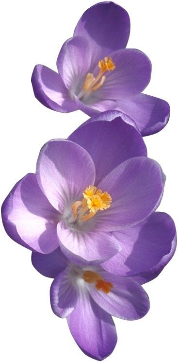 Violet Flower Drawing at GetDrawings | Free download