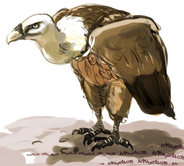 Vulture Drawing at GetDrawings | Free download