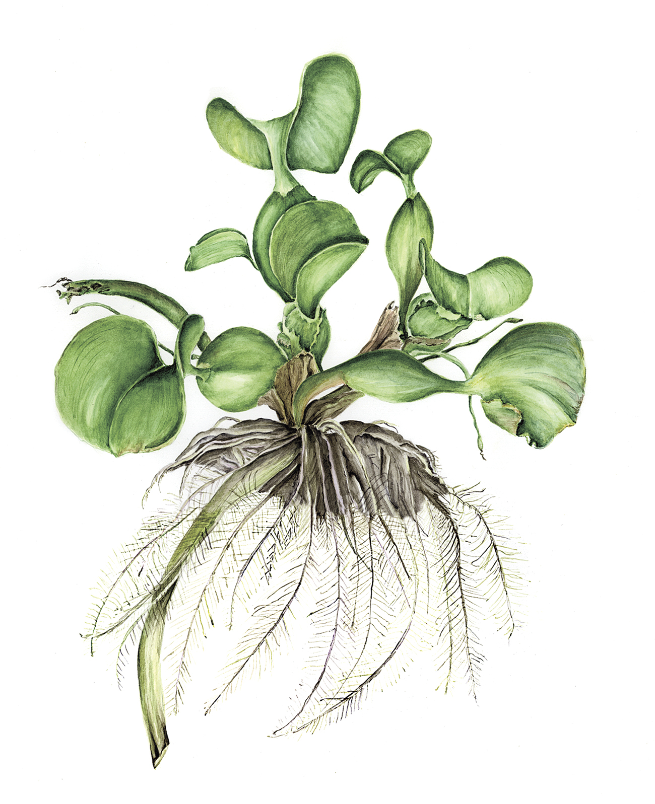 Water Hyacinth Drawing at GetDrawings | Free download