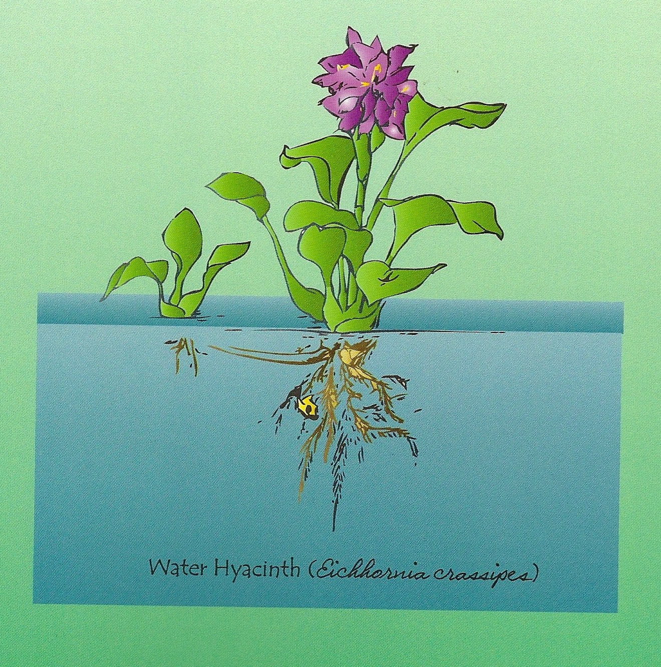 Water Hyacinth Drawing at GetDrawings Free download